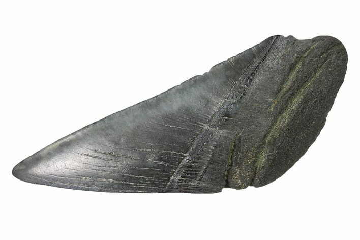 Partial, Fossil Megalodon Tooth Paper Weight #144403